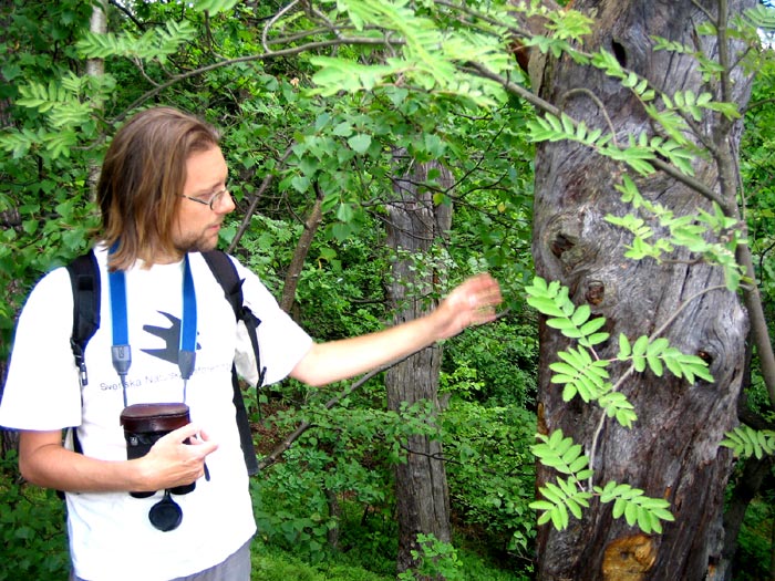 Ronny Fors, ordförande i Naturskyddsföreningen Nacka, med torraka i Trolldalen