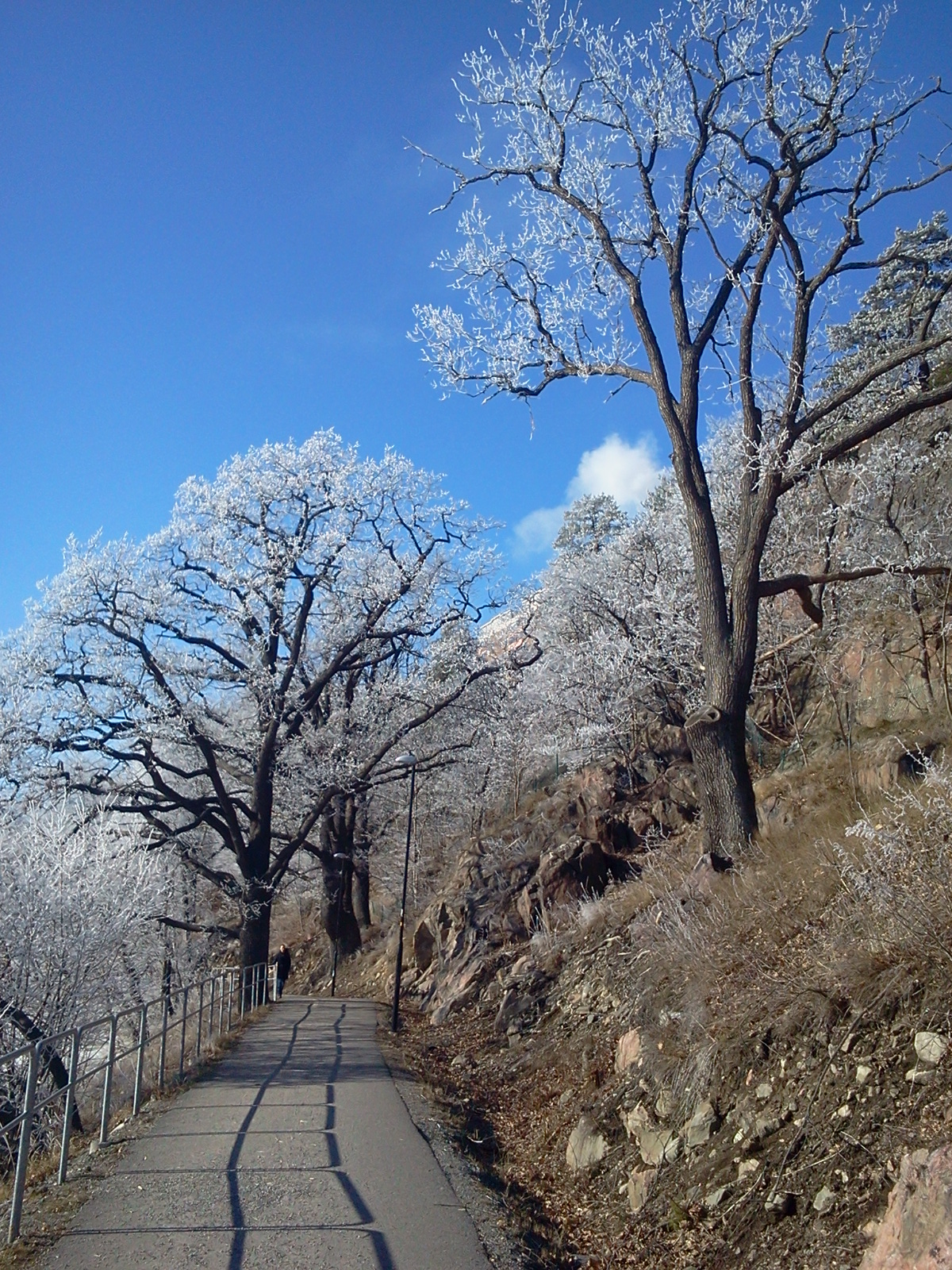 Rimfrost över träden vid promenadstråket runt Svindersviken