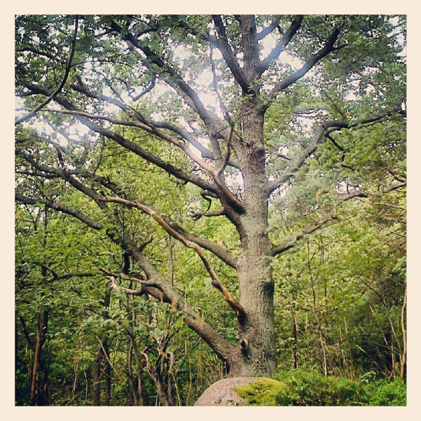 Över 1000 arter är beroende av eken. I Trolldalen på Henriksdalsberget finns många unga ekar som är runt 100 år gamla.