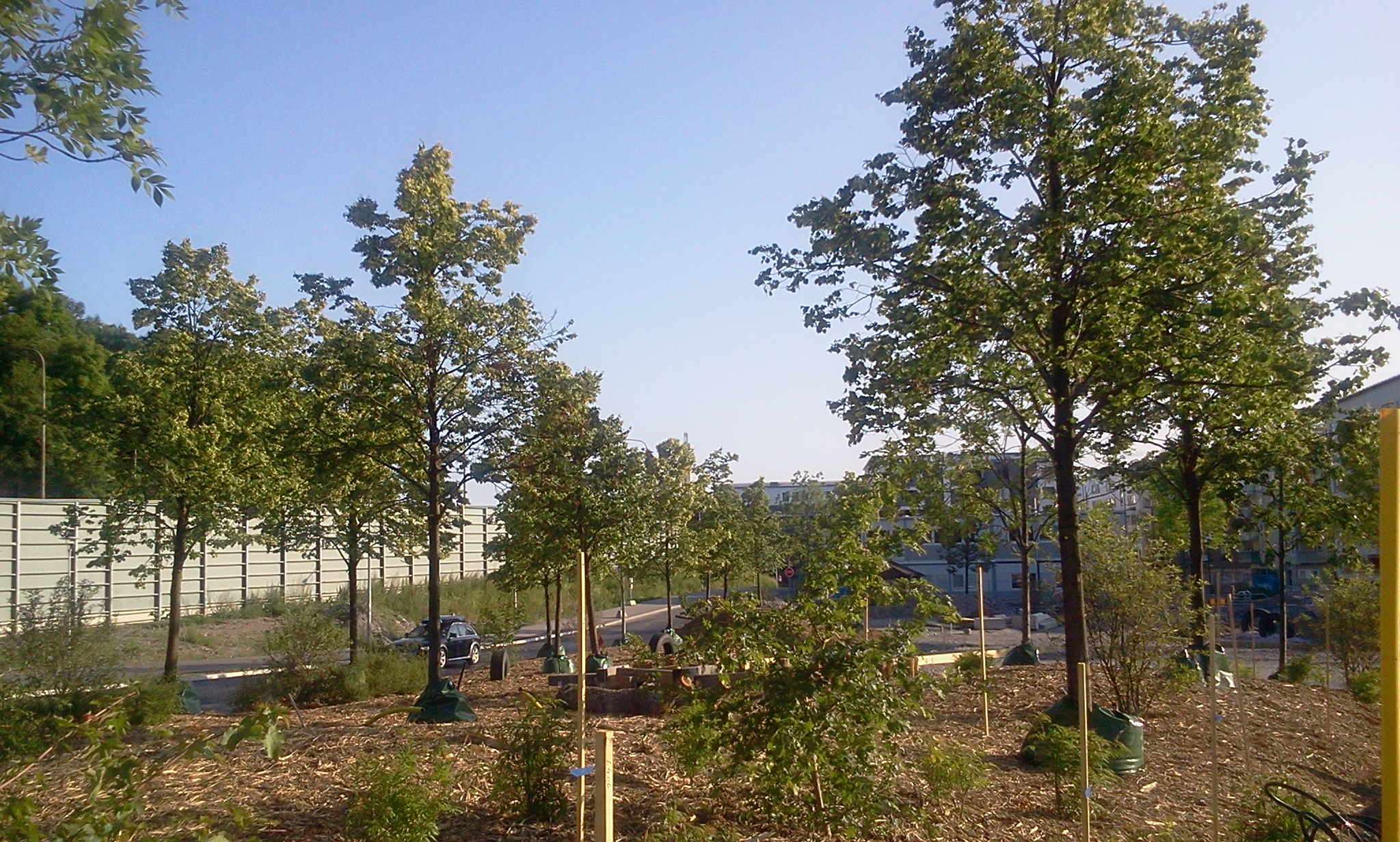 Första träden i Kanalvägsparken i Henriksdalshamnen