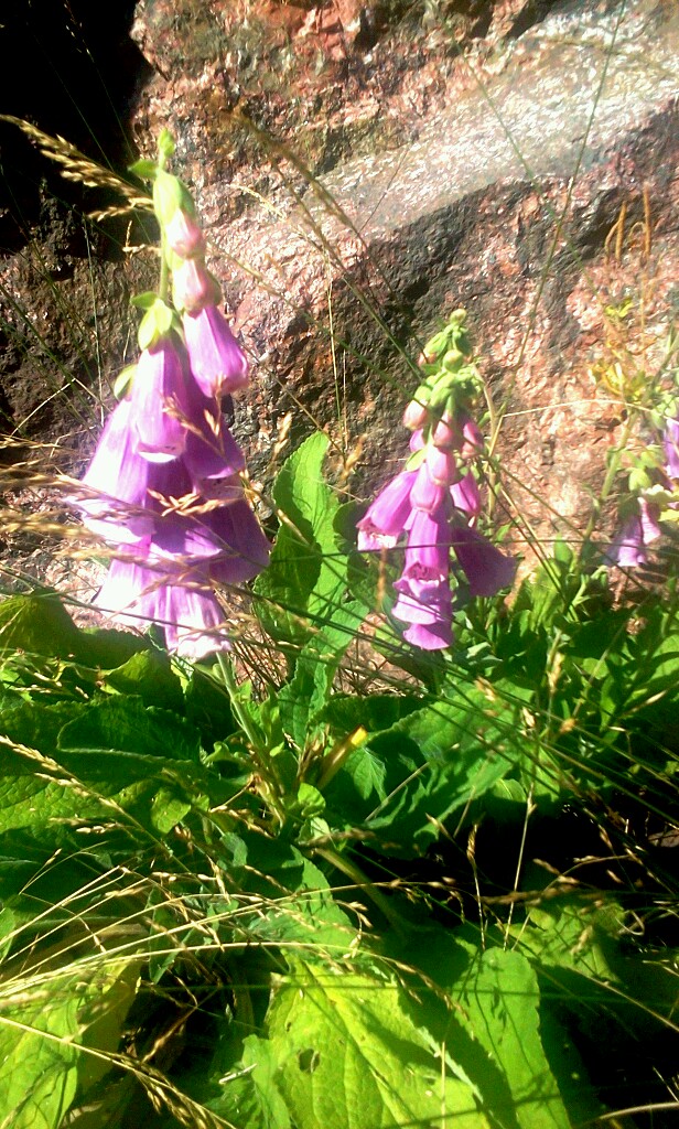 Blommor, träd & gräs runt Svindersviken