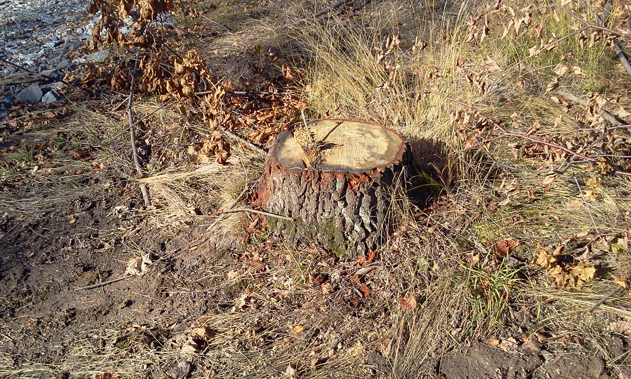 Vägbygge på Kvarnholmen förstör en liten skog - Kvarnholmsförbindelsen