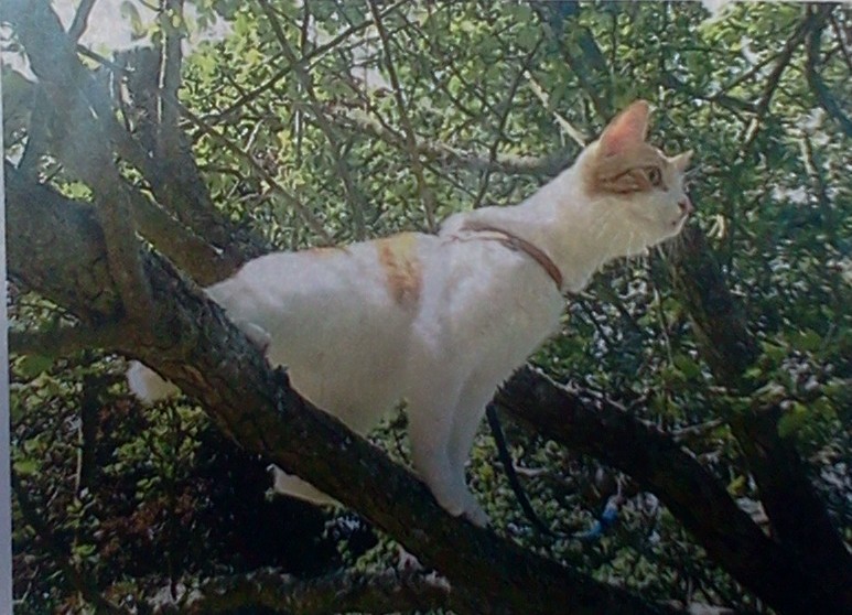 Katten Morris bortsprungen från Henriksdalsberget