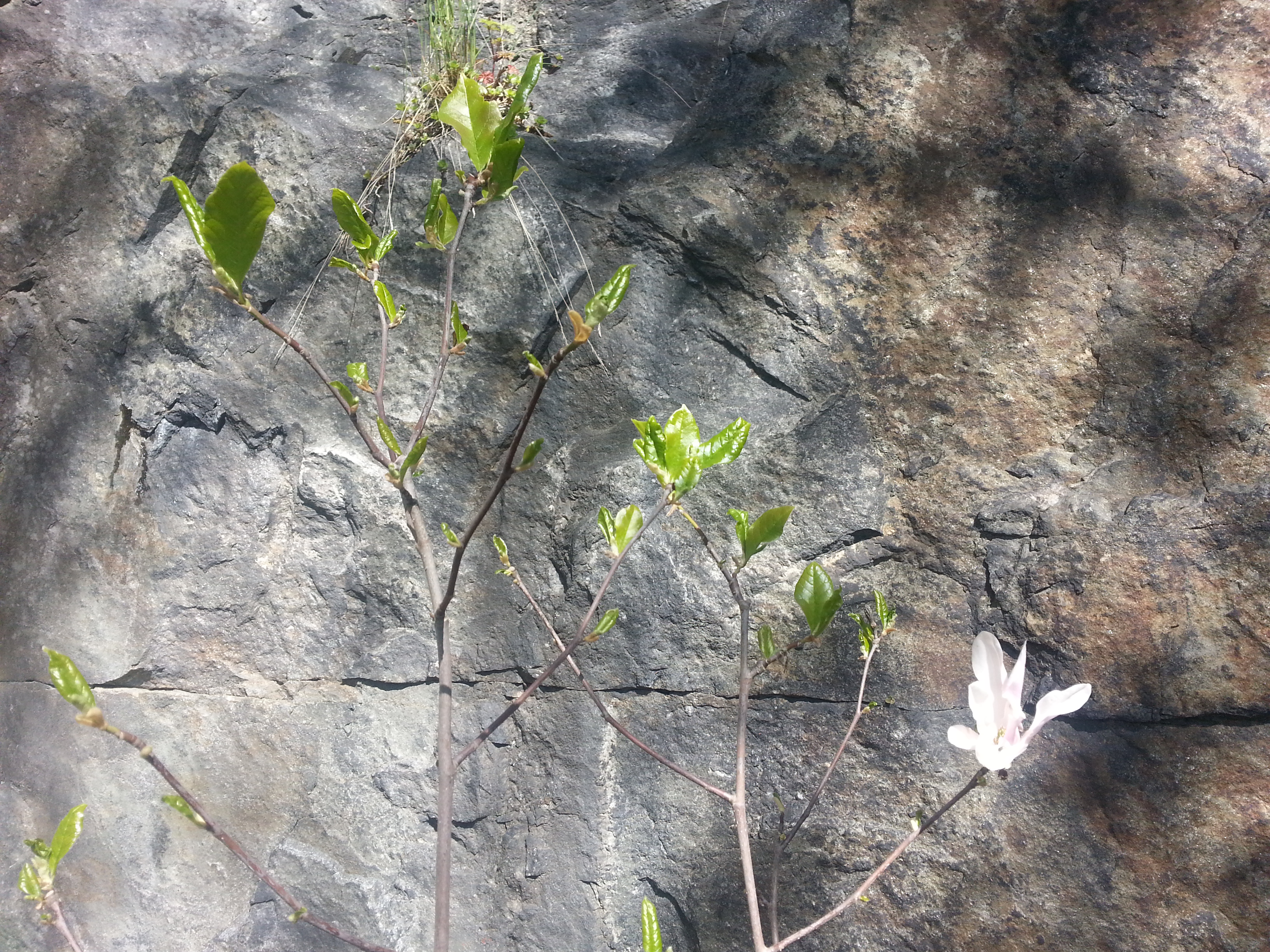 Henriksdal, Nacka: Tora Dahls magnolia nedanför Danvikshem