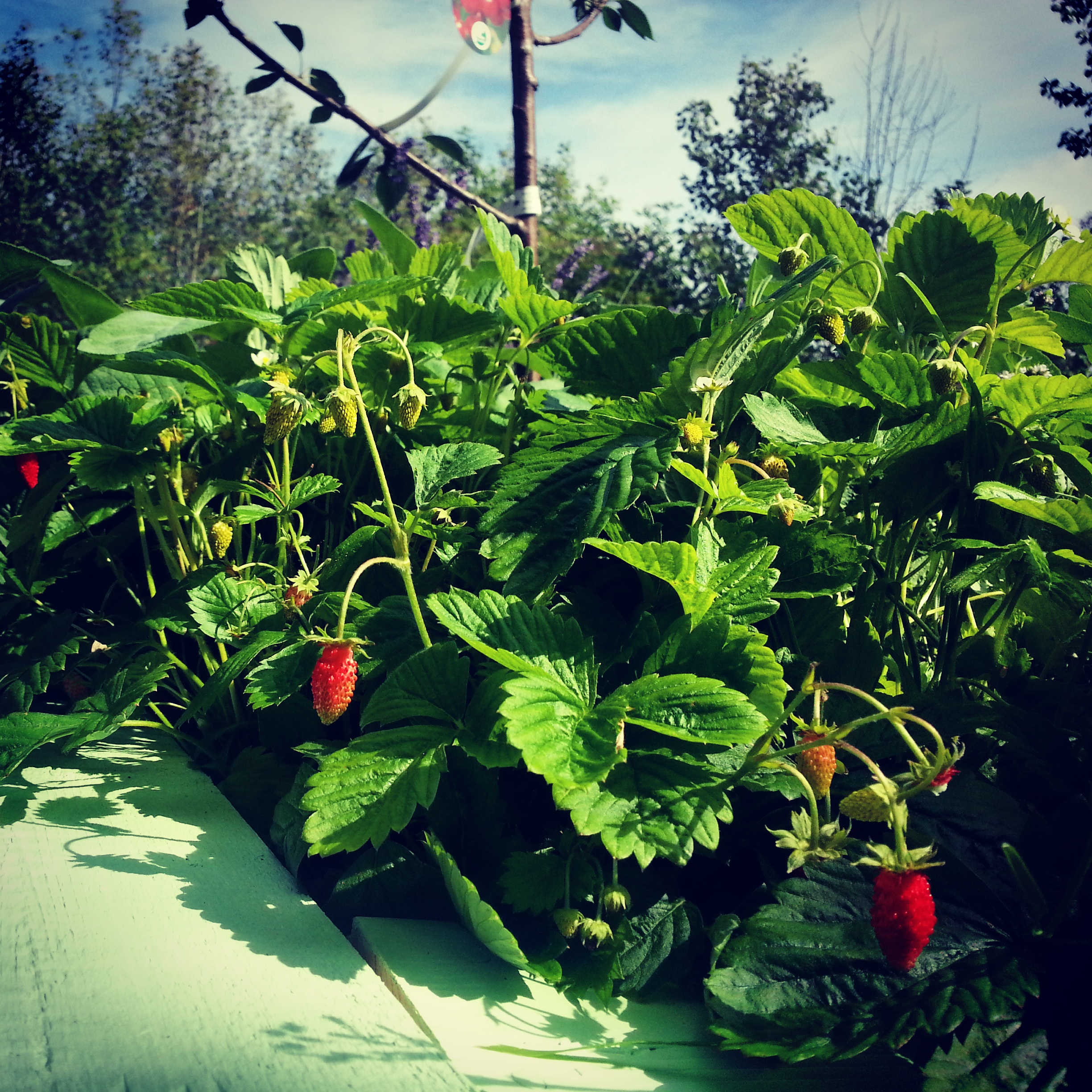 jordgubbar på magiska trädgården på kvarnholmen i nacka