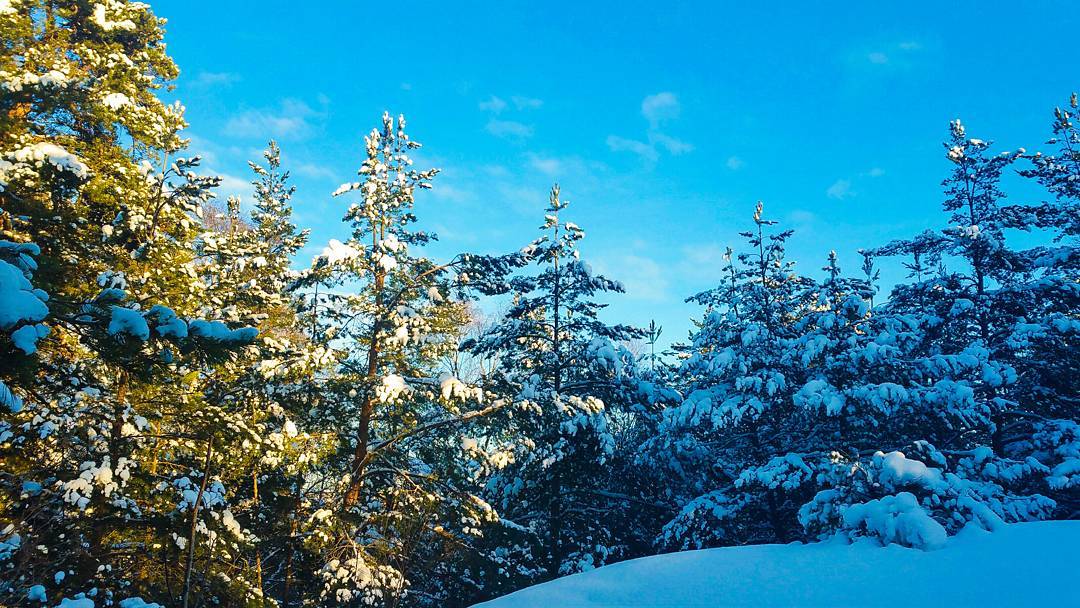 Snöklädda tallar i skogen Trolldalen mellan Henriksdalsringen, Finnboda och Svindersviken