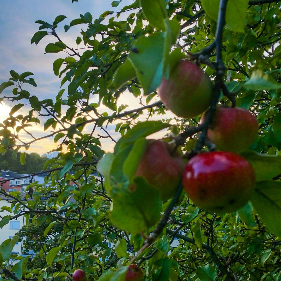 Äppelträd på Skatberget (västra Finnberget)