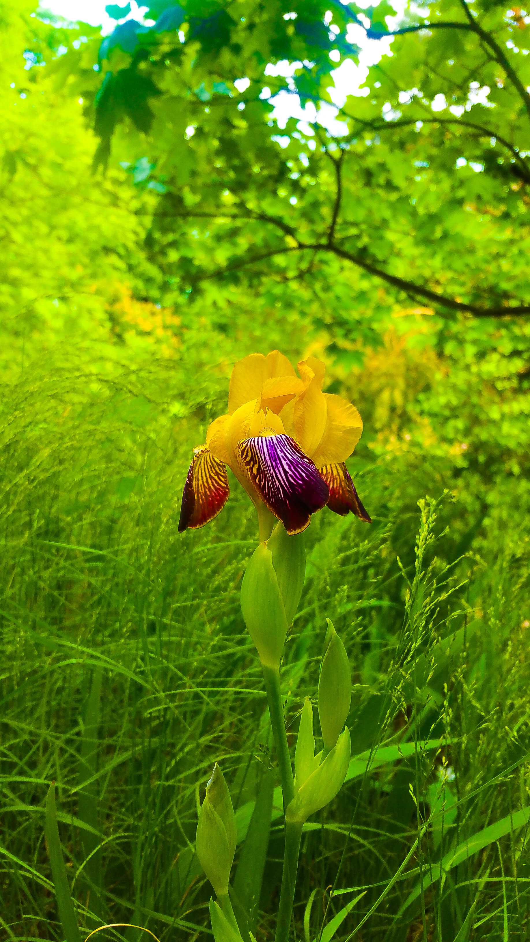 En iris i Engelska parken mellan Vilans skola och Danvikshem