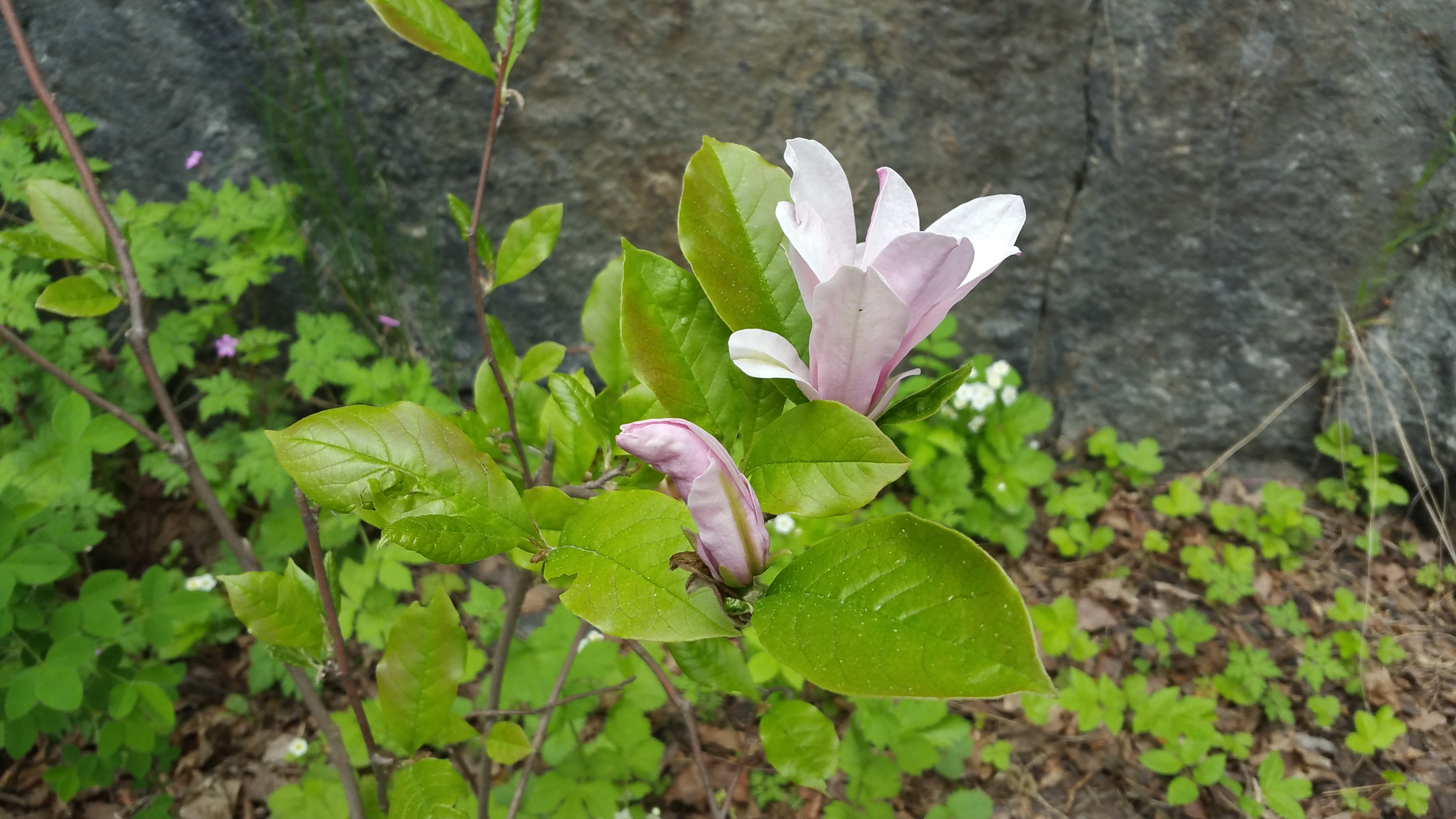 Tora Dahls magnolia vid Vilans skola i Henriksdal, Nacka