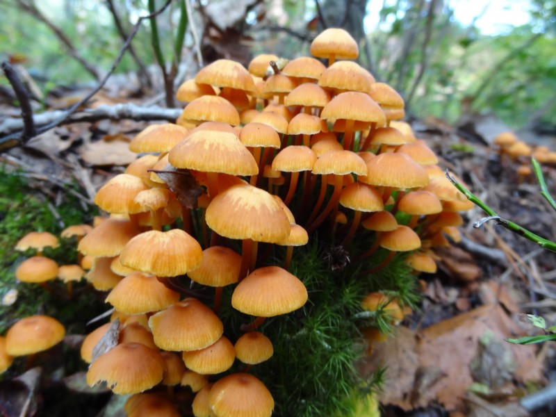 Skivlingar i urskogen Ryssbergen