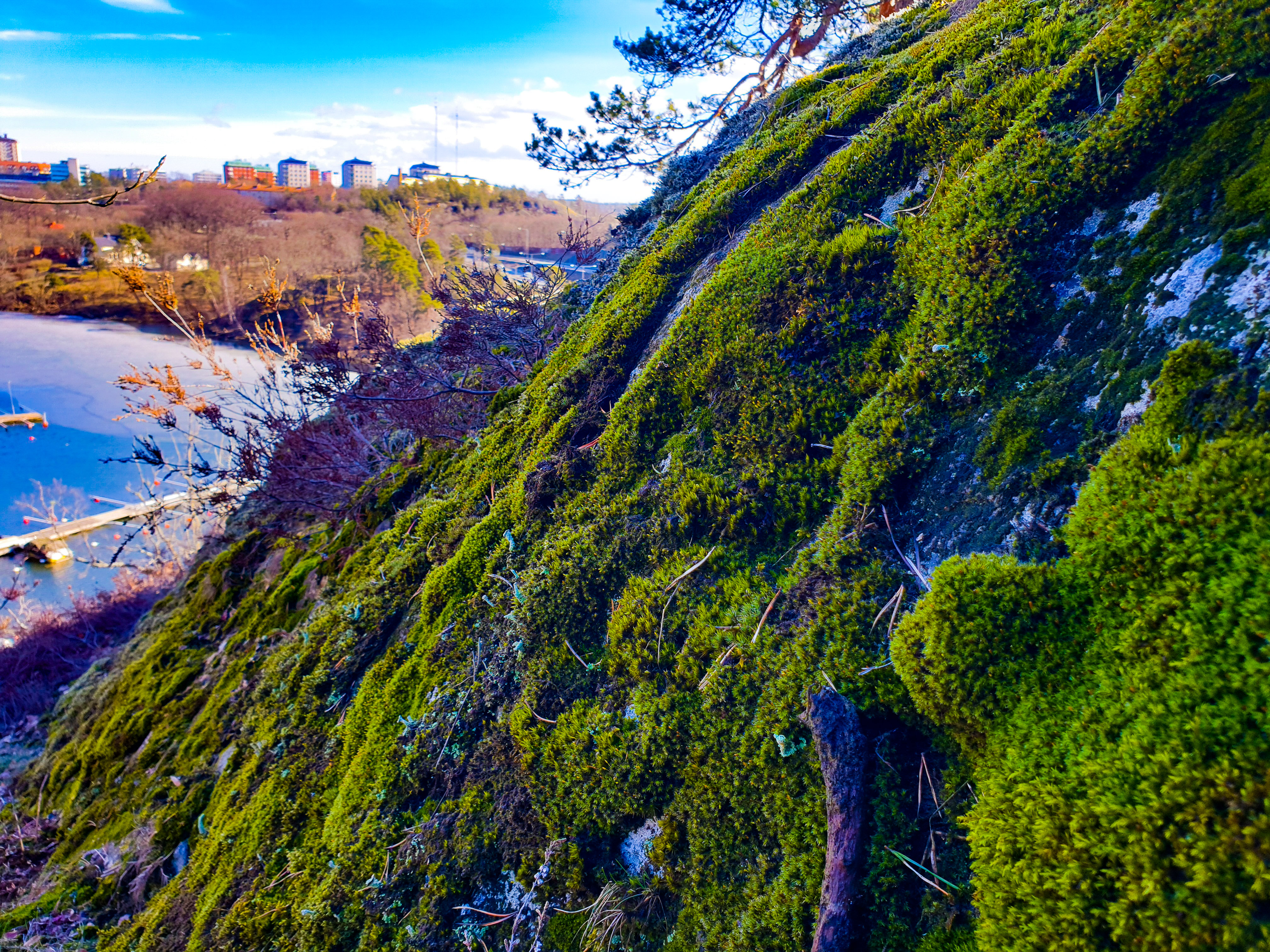 Gröna klippväggar i nyckelbiotopen Trolldalen