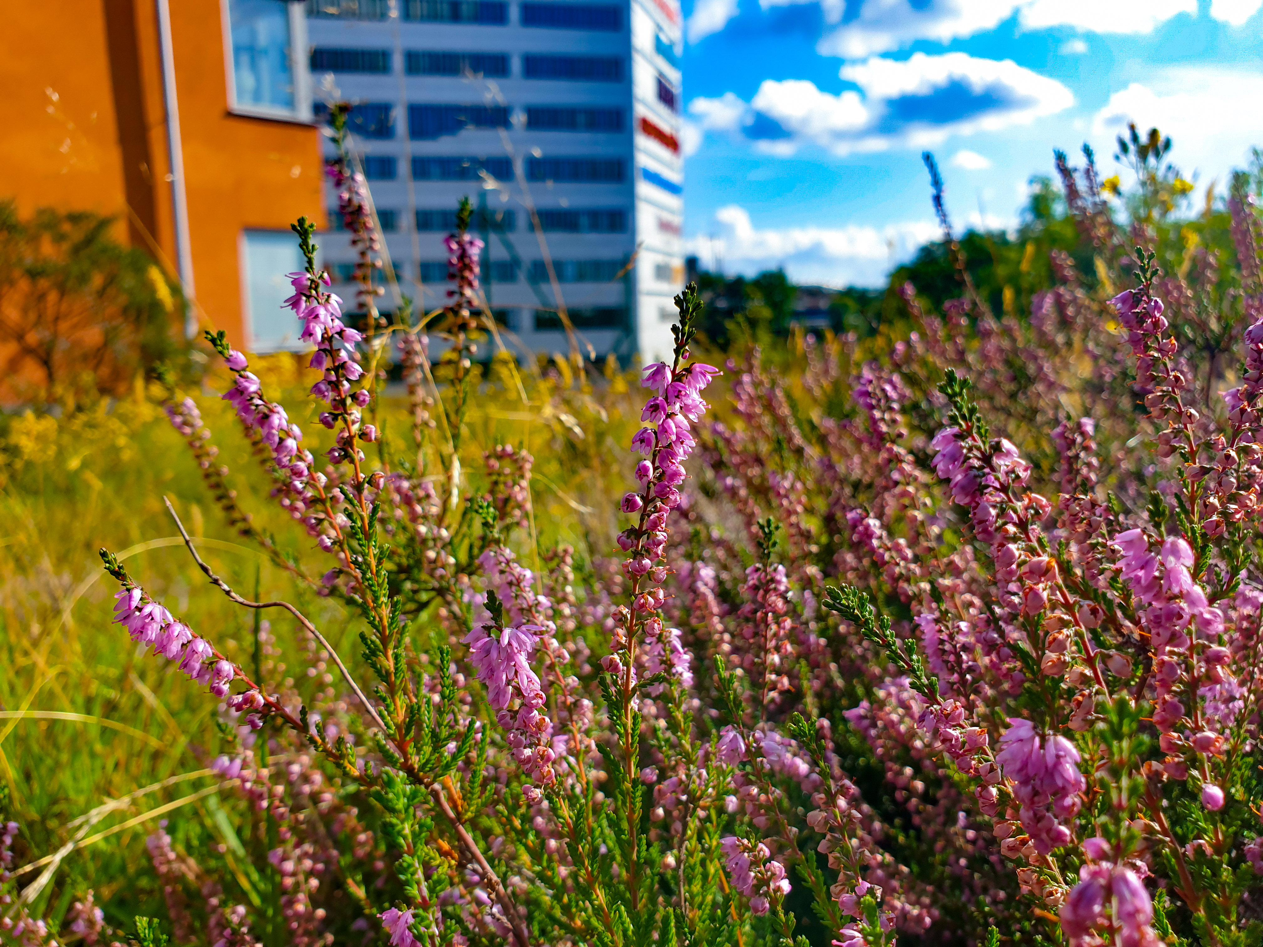 Bilder på sensommaren på Bageriberget