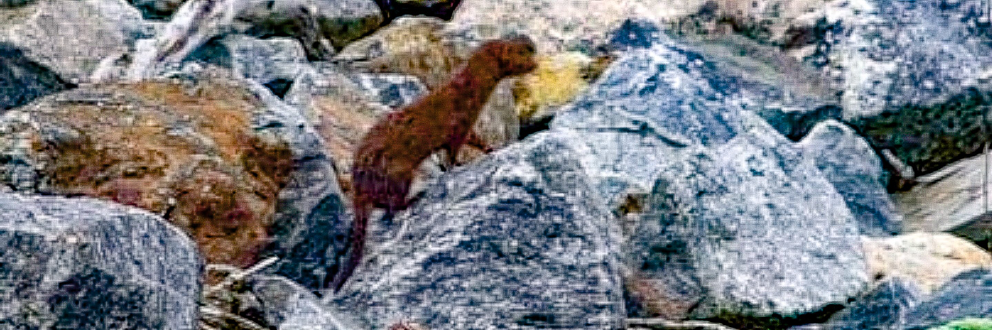 Mink hittade nytt hem på Kvarnholmen