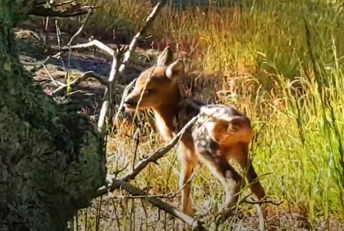 Rådjurskid i nyckelbiotopen Trolldalen mellan Henriksdalsringen, Finnboda och Svindersviken