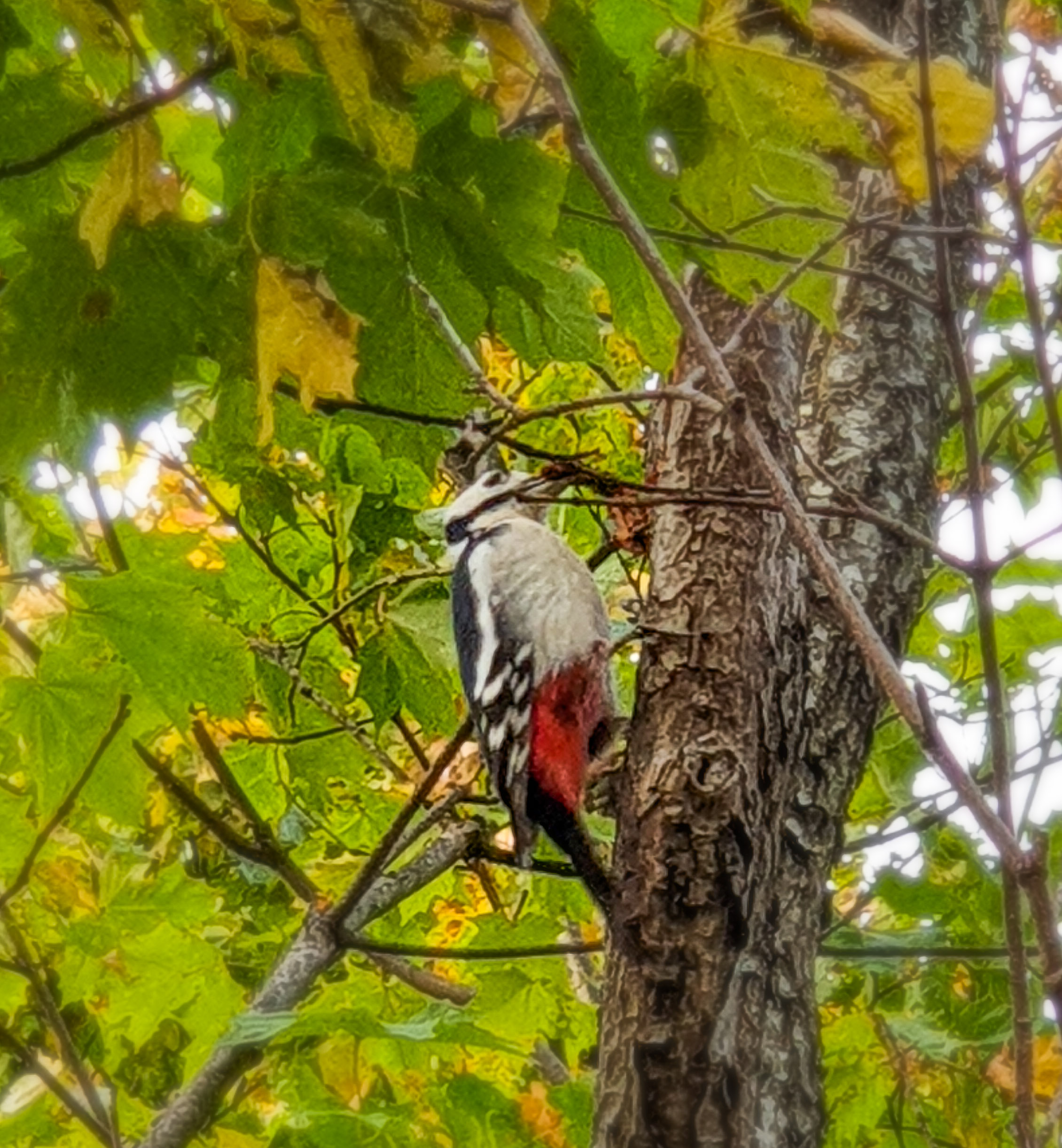 Hackspett i nyckelbiotopen Trolldalen i Nacka
