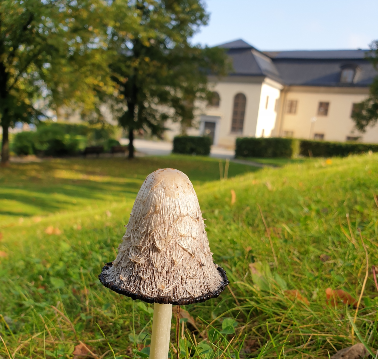 Bläcksvamp framför Danvikens hospital