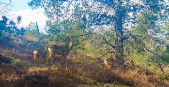 Rådjur på Svindersberg i Nacka