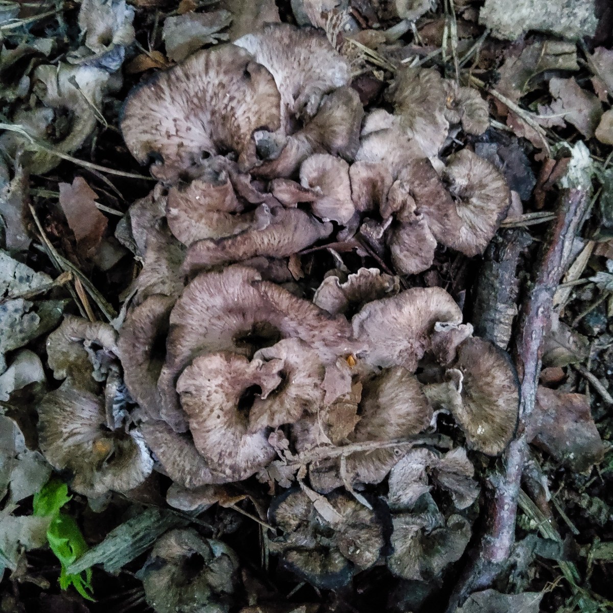 Grå kantarell i Trolldalen på Henriksdalsberget