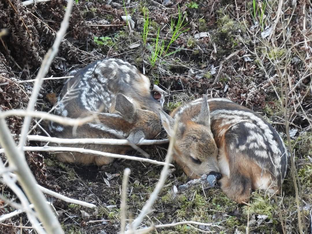 Två rådjurskid på Finnberget