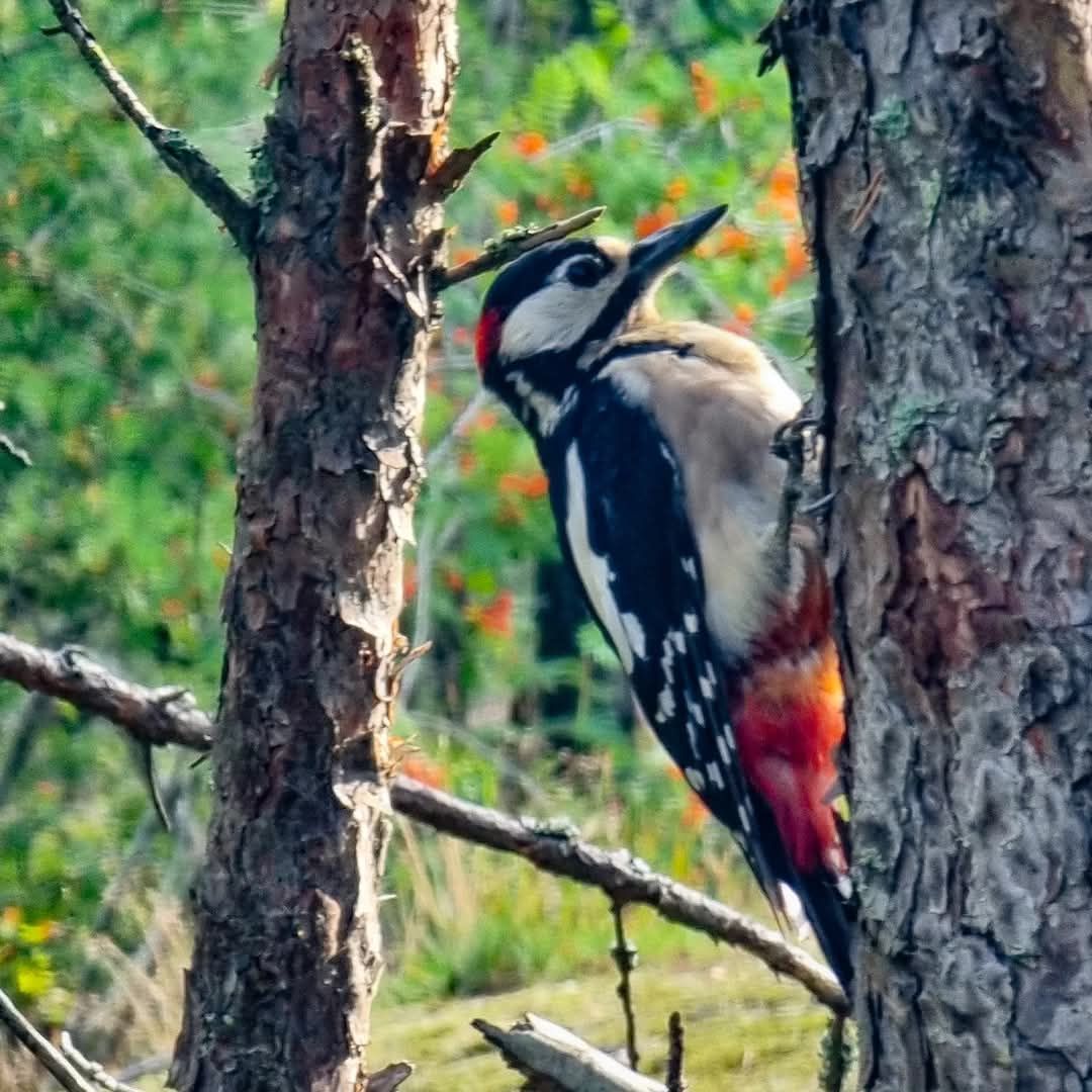 Stora hackspetten på tall i Trolldalen på Henriksdalsberget