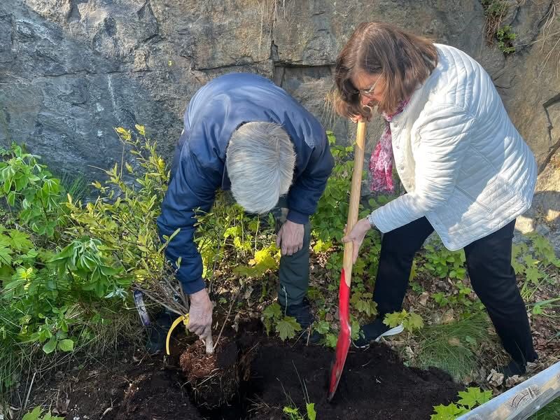Ingrid Boström planterar en ny magnolia vid Vilans skola i Henriksdal