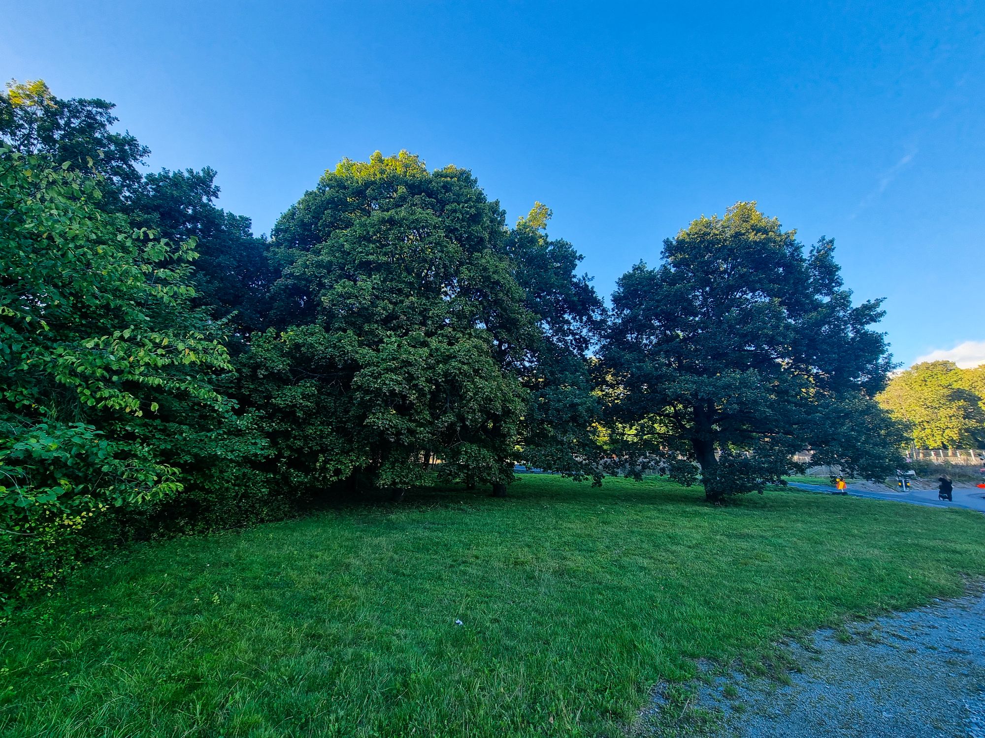 Träden mellan Järlaleden, Saltsjöbanan och Sjötorpsvägen