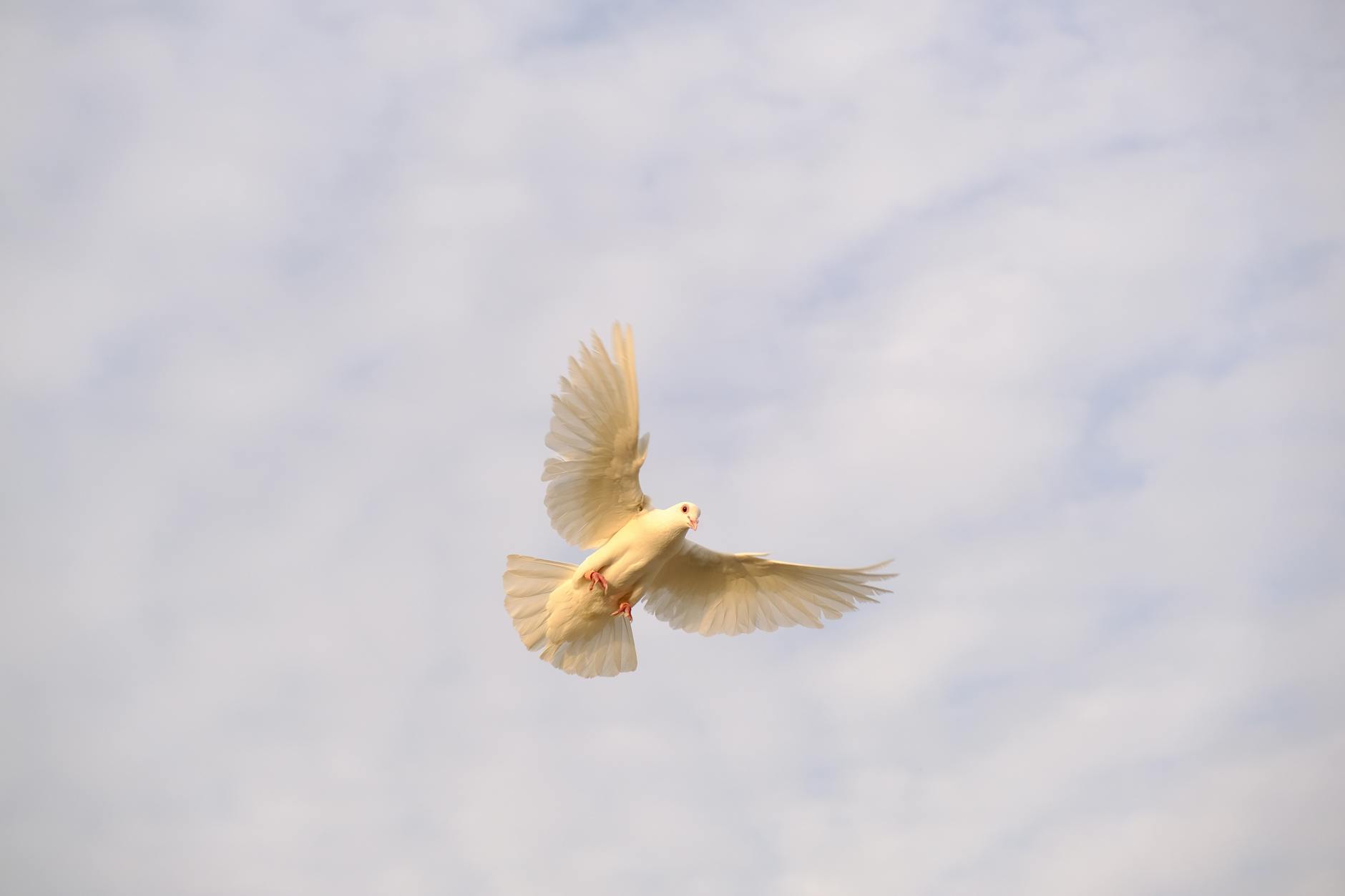 white dove in flight against blue sky